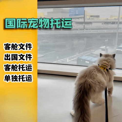 宠物托运回国办理指南