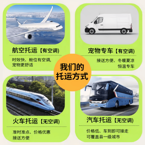 国内空运宠物托运流程