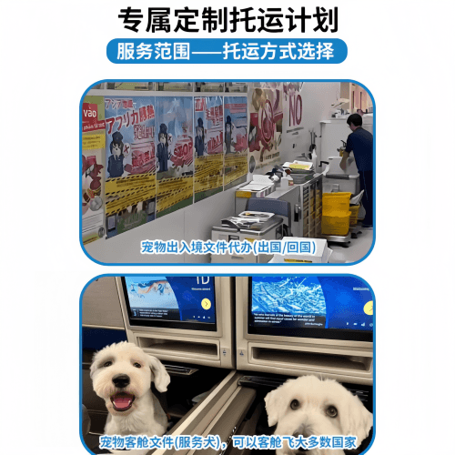 国际航空宠物托运注意事项